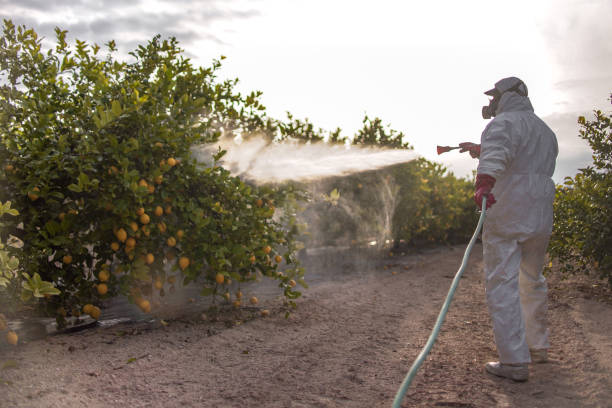 Best Local Pest Control Services  in Brentwood, MO