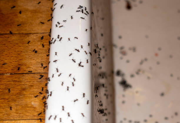 Best Pest Prevention Services  in Brentwood, MO