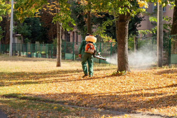 Best Flea Control Services  in Brentwood, MO