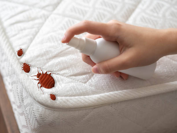 Best Pest Inspection Near Me  in Brentwood, MO