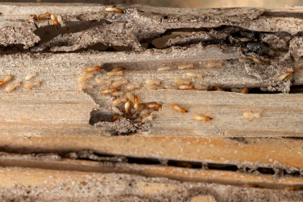 Best Cockroach Control Services  in Brentwood, MO